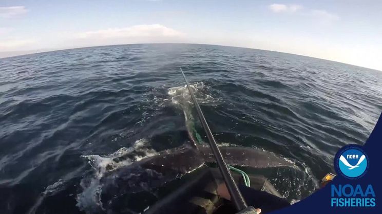 Reporting Entangled Whales in Hawai'i - NOAA Fisheries Video Gallery