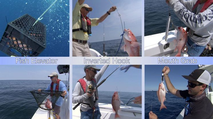 Down Scope: Saving Snapper & Grouper from Barotrauma - NOAA Fisheries Video  Gallery