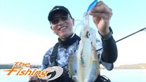 エギング Daiwa Channel エギング Daiwa Channel