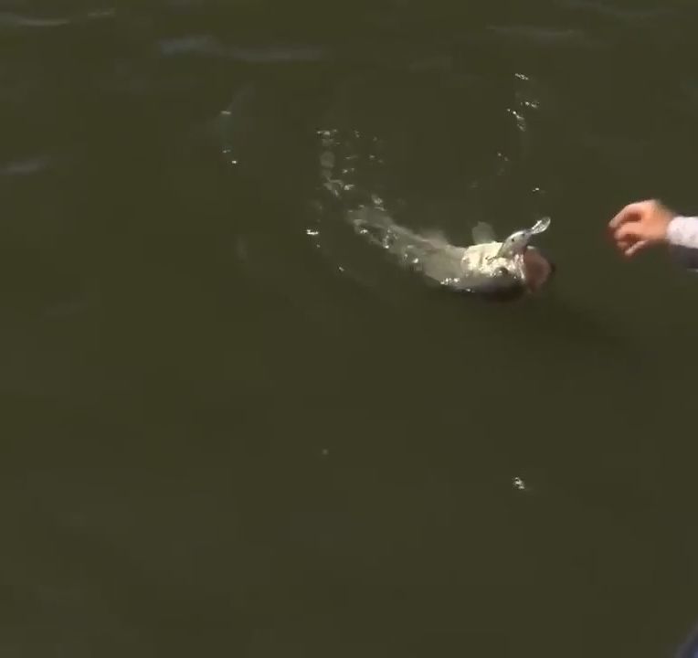 2019 Bassmaster Elite At Lake Fork Lake Fork 2019 Bassmaster Video Watch The Latest Bassmaster Bass Fishing Videos From B A S S
