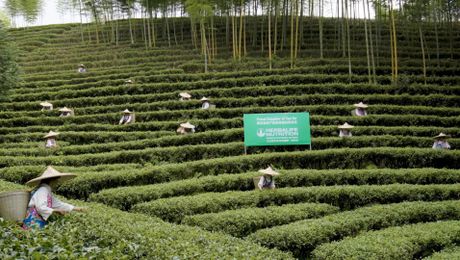 Quality: Sourcing Our Tea